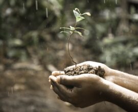 7 Attractive Flowering Plants To Grow This Rainy Season