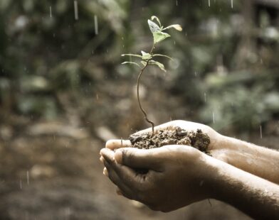 7 Attractive Flowering Plants To Grow This Rainy Season